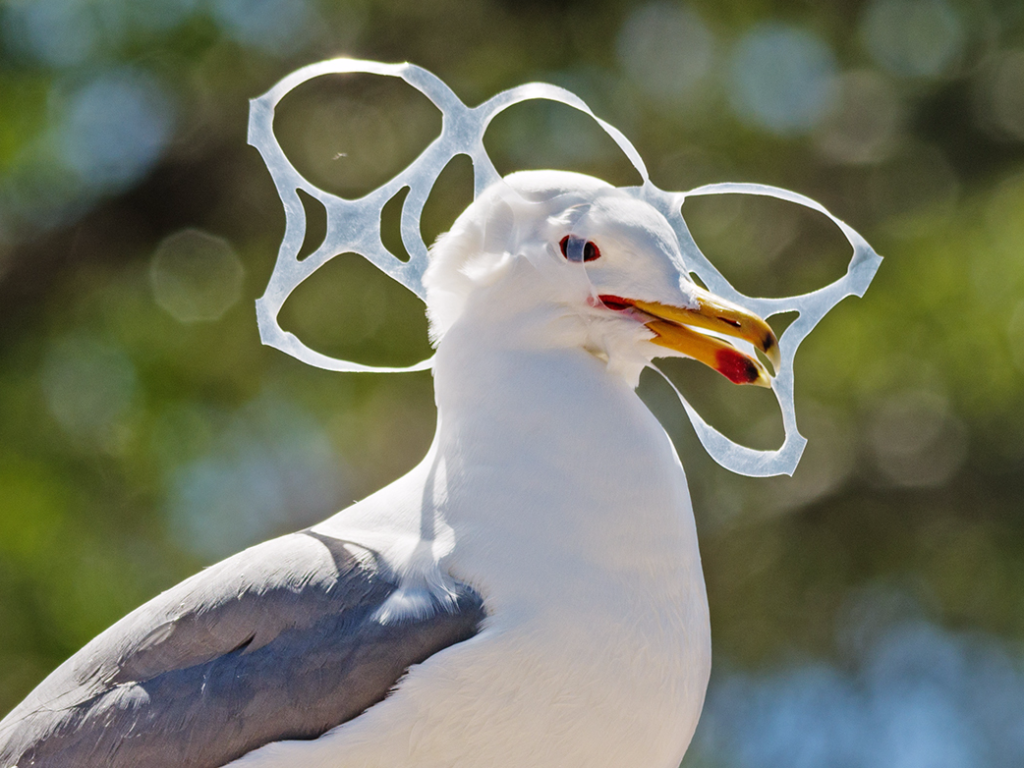 Sea Gull Stuck in Six Pack Plastic – MatterMasters